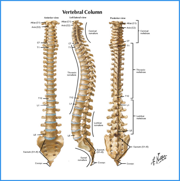 What A Chiropractor Does